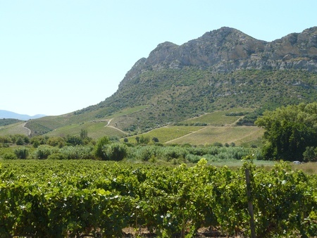 Korsika Küstenregion Weinberge Berge